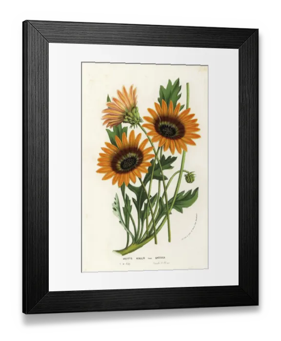 Framed Print : African daisy, Arctotis acaulis
