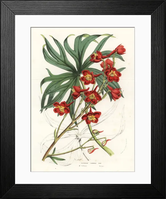 Framed Print : Cardinal larkspur, Delphinium cardinale Framed Print : Cardinal larkspur, Delphinium cardinale