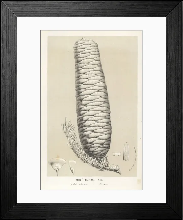 Framed Print : Cilician fir or Taurus fir cone, Abies cilicica Framed Print : Cilician fir or Taurus fir cone, Abies cilicica