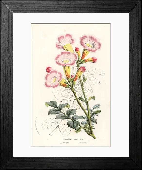 Framed Print : Trumpet flower, Incarvillea emodi