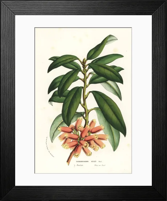 Framed Print : Keys rhododendron, Rhododendron keysii Framed Print : Keys rhododendron, Rhododendron keysii