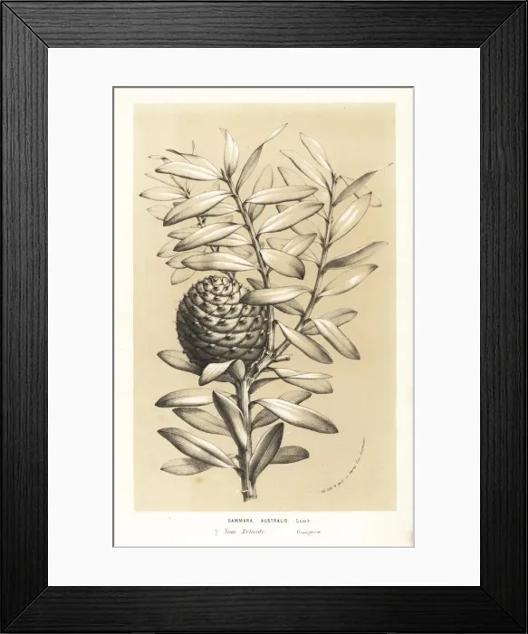 Framed Print : Kauri tree, Agathis australis Framed Print : Kauri tree, Agathis australis