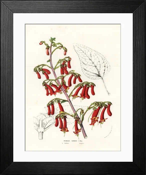 Framed Print : Cape figwort or cape fuchsia, Phygelius capensis Framed Print : Cape figwort or cape fuchsia, Phygelius capensis