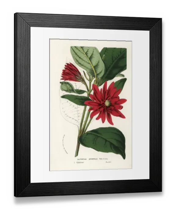 Framed Print : California spicebush or western sweetshrub Framed Print : California spicebush or western sweetshrub