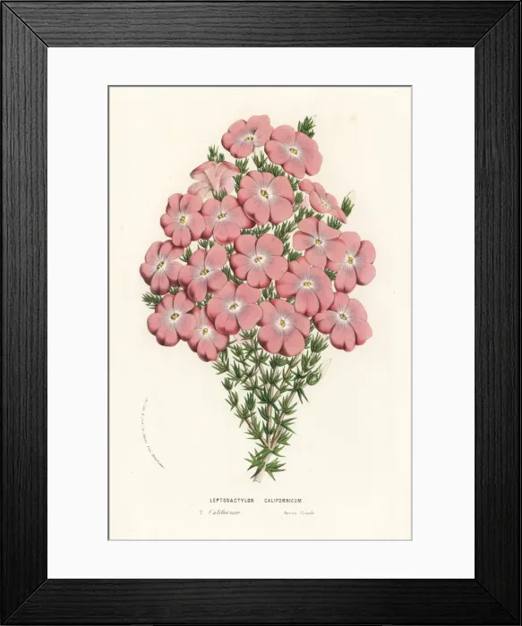 Framed Print : California prickly phlox, Leptodactylon californicum Framed Print : California prickly phlox, Leptodactylon californicum