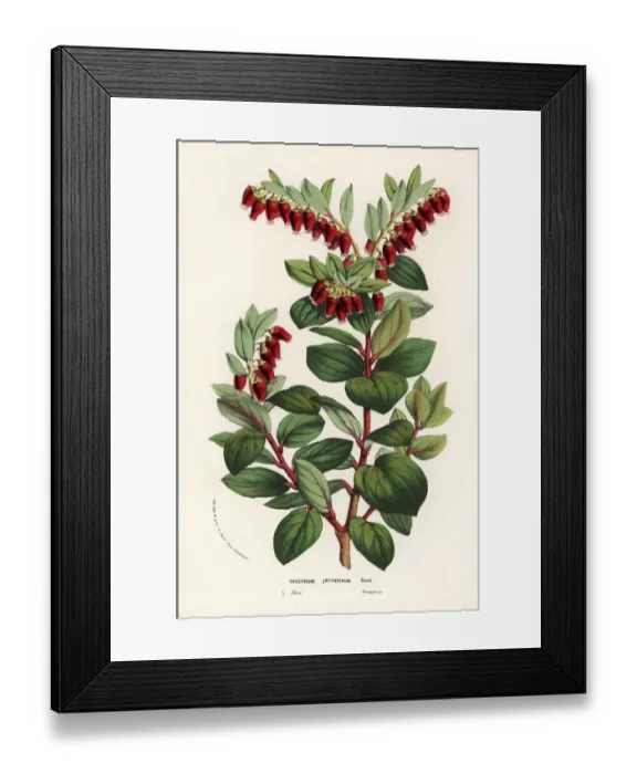Framed Print : Java mountain lingonberry, Vaccinium erythrinum Framed Print : Java mountain lingonberry, Vaccinium erythrinum
