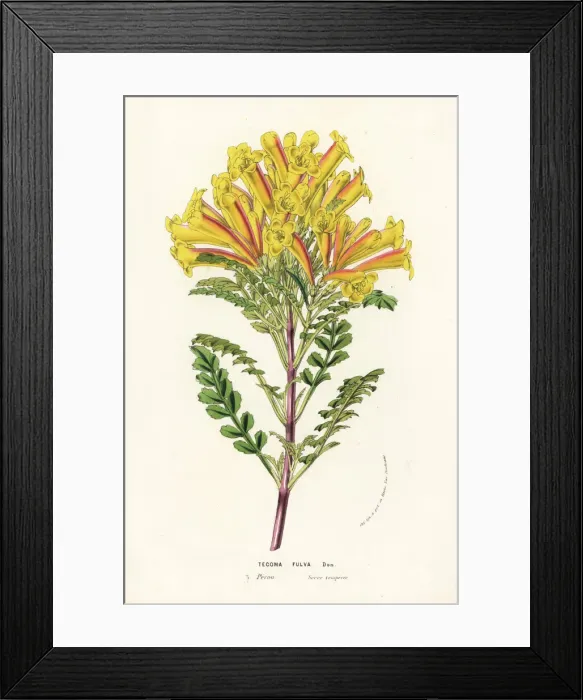 Framed Print : Trumpet vine, Tecoma fulva Framed Print : Trumpet vine, Tecoma fulva