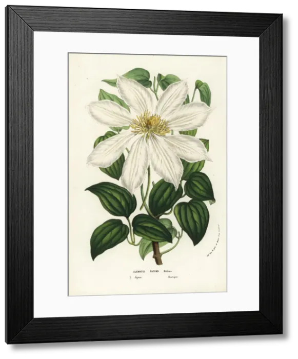 Framed Print : Japanese clematis or kazaguruma, Clematis patens Framed Print : Japanese clematis or kazaguruma, Clematis patens