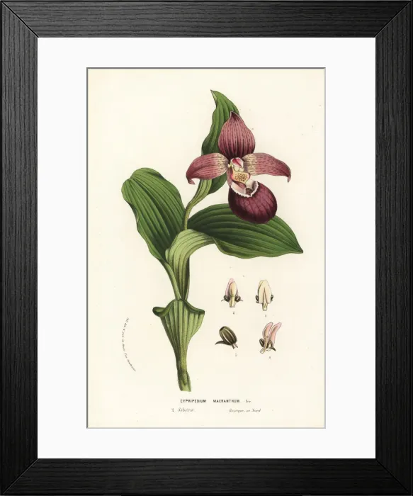 Framed Print : Large-flowered cypripedium orchid, Cypripedium macranthos Framed Print : Large-flowered cypripedium orchid, Cypripedium macranthos