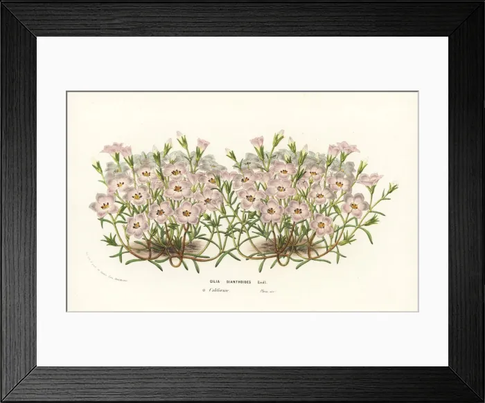 Framed Print : Gilia dianthoides Framed Print : Gilia dianthoides