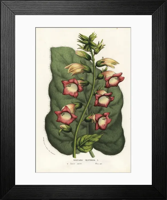 Framed Print : Sticky tobacco, Nicotiana glutinosa Framed Print : Sticky tobacco, Nicotiana glutinosa