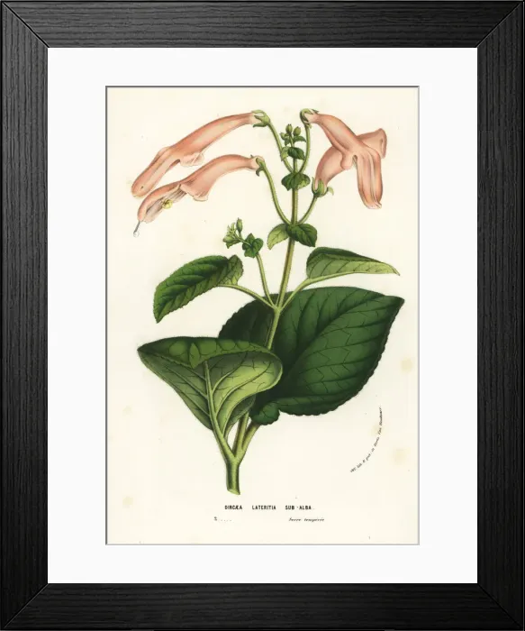 Framed Print : Sinningia cooperi Framed Print : Sinningia cooperi
