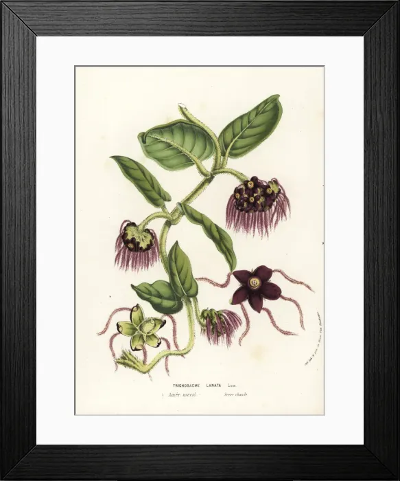 Framed Print : Trichosacme lanata Framed Print : Trichosacme lanata