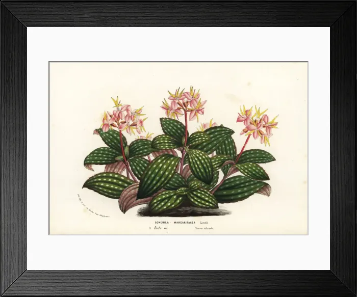 Framed Print : Babys tears, Sonerila margaritacea Framed Print : Babys tears, Sonerila margaritacea