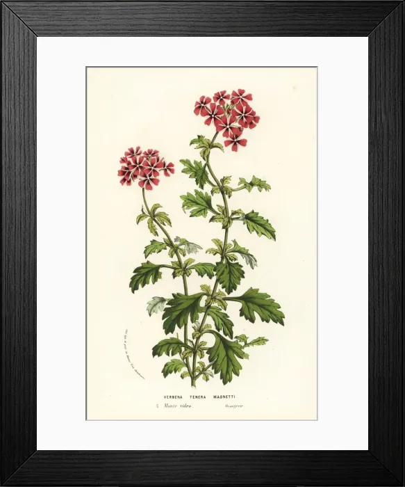 Framed Print : Vervain, Glandularia x maonettii. Vervain Framed Print : Vervain, Glandularia x maonettii. Vervain