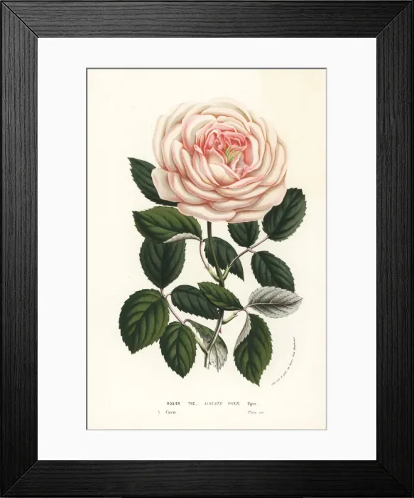 Framed Print : Tea rose hybrid, Auguste Oger, Rosa chinensis Framed Print : Tea rose hybrid, Auguste Oger, Rosa chinensis