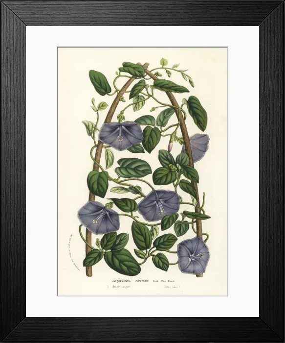 Framed Print : Beach clustervine, Jacquemontia coelestis Framed Print : Beach clustervine, Jacquemontia coelestis
