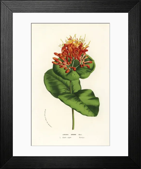 Framed Print : Browns honeysuckle, Lonicera brownii Framed Print : Browns honeysuckle, Lonicera brownii