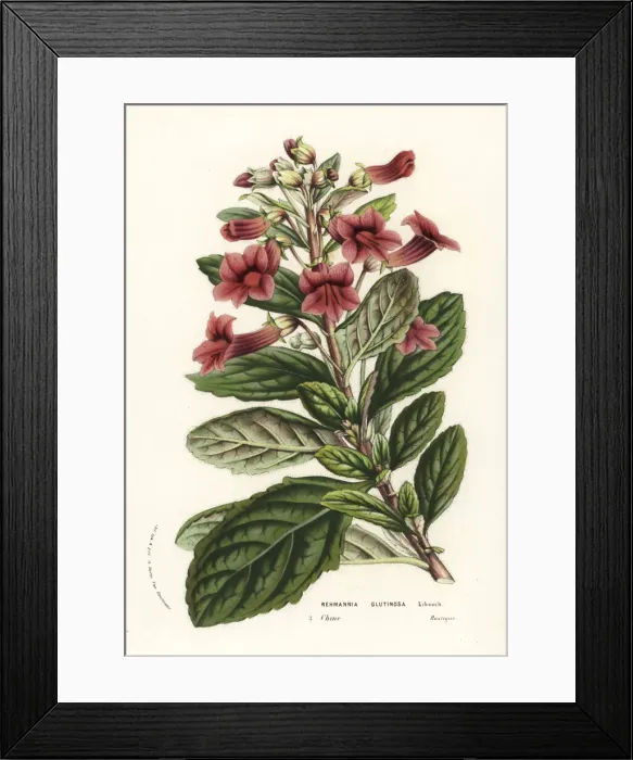 Framed Print : Di huang, Rehmannia glutinosa Framed Print : Di huang, Rehmannia glutinosa