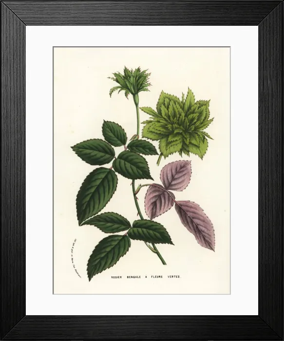Framed Print : Bengal rose with green flowers, Rosa chinensis Framed Print : Bengal rose with green flowers, Rosa chinensis