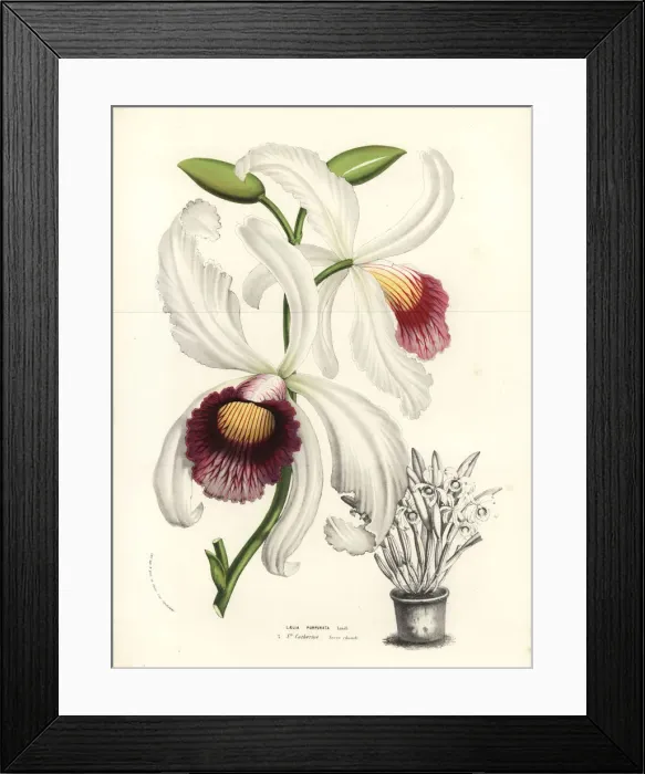 Framed Print : Cattleya purpurata orchid Framed Print : Cattleya purpurata orchid