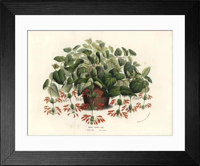 Framed Print : Rechsteineria blassii Framed Print : Rechsteineria blassii