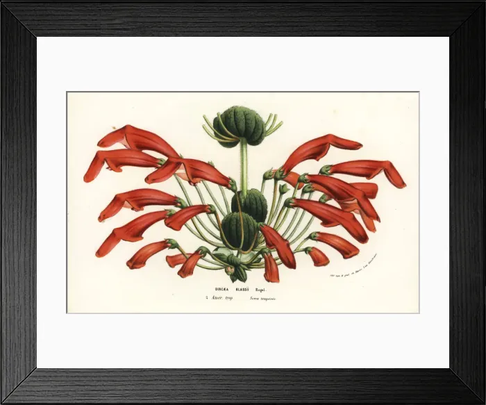 Framed Print : Rechsteineria blassii