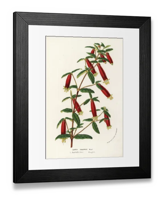 Framed Print : Eastern correa, Correa reflexa var. cardinalis Framed Print : Eastern correa, Correa reflexa var. cardinalis