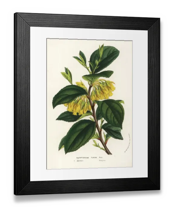 Framed Print : Agapetes flava Framed Print : Agapetes flava