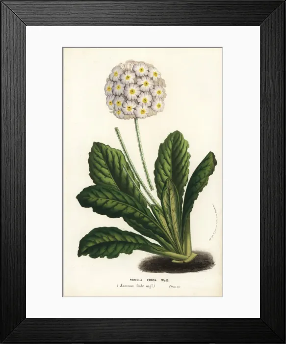 Framed Print : Primrose variety, Primula erosa Framed Print : Primrose variety, Primula erosa