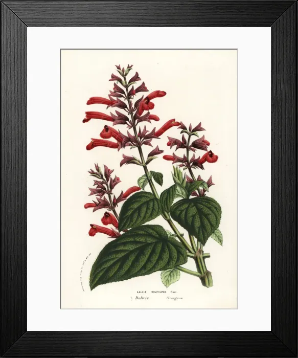 Framed Print : Bolivian sage, Salvia rubescens Framed Print : Bolivian sage, Salvia rubescens
