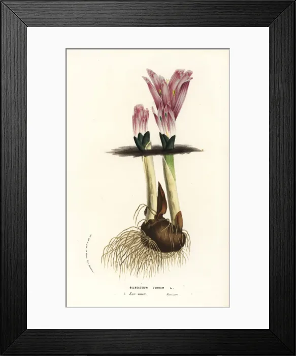 Framed Print : Spring meadow saffron, Colchicum bulbocodium Framed Print : Spring meadow saffron, Colchicum bulbocodium