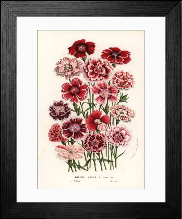 Framed Print : China pinks, Dianthus chinensis Framed Print : China pinks, Dianthus chinensis
