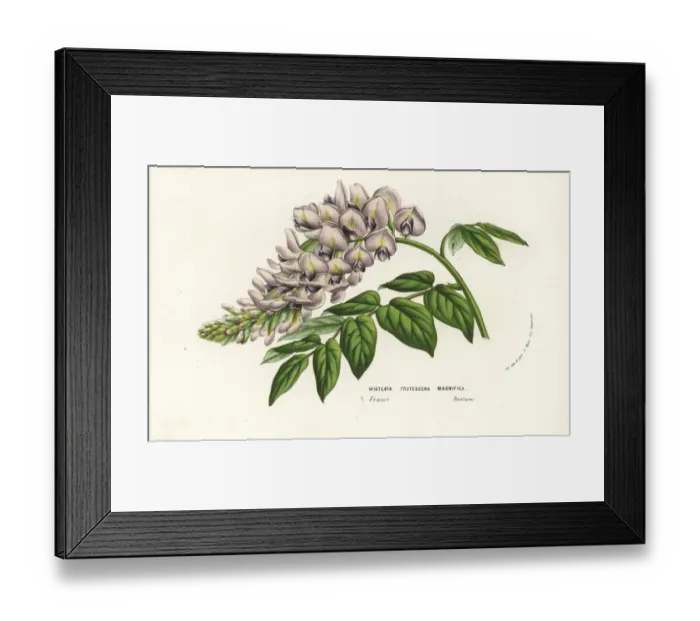 Framed Print : American wisteria cultivar, Wisteria frutescens magnifica Framed Print : American wisteria cultivar, Wisteria frutescens magnifica
