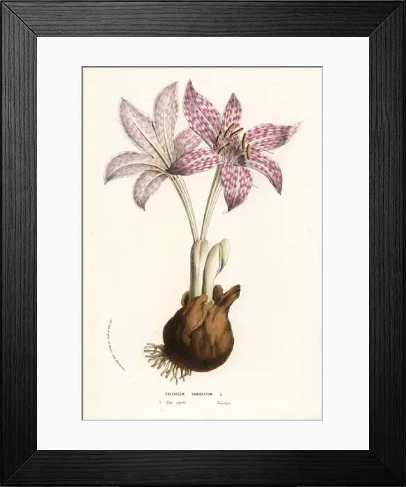 Framed Print : Variegated meadow saffron, Colchicum variegatum Framed Print : Variegated meadow saffron, Colchicum variegatum