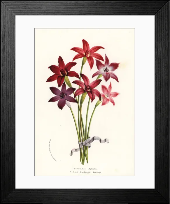 Framed Print : Barbacenia hybrid cultivars Framed Print : Barbacenia hybrid cultivars