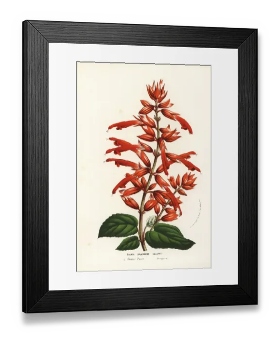 Framed Print : Scarlet sage cultivar, Salvia splendens Framed Print : Scarlet sage cultivar, Salvia splendens