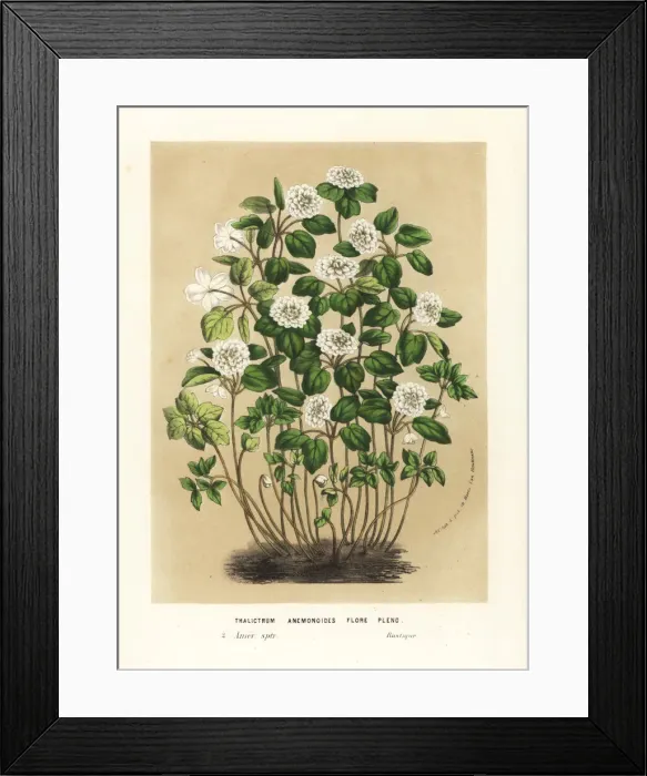 Framed Print : Meadow rue variety, Thalictrum anemoides florepleno Framed Print : Meadow rue variety, Thalictrum anemoides florepleno