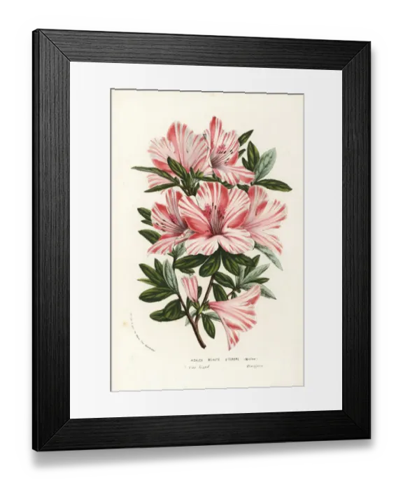 Framed Print : Azalea hybrid, Beaute d Europe, Rhododendron indicum Framed Print : Azalea hybrid, Beaute d Europe, Rhododendron indicum