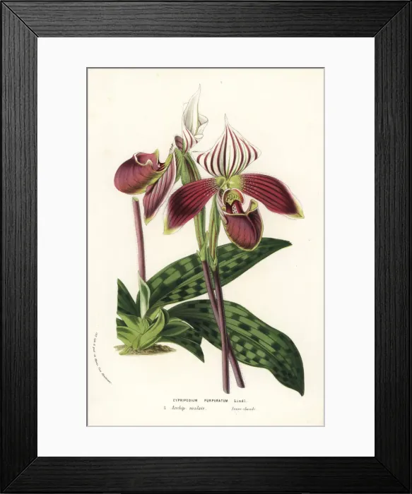 Framed Print : Paphiopedilum purpuratum orchid Framed Print : Paphiopedilum purpuratum orchid