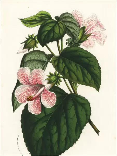 Rose mallow, Hibiscus lavaterioides
