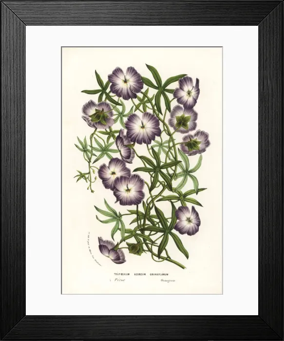 Framed Print : Blue nasturtium, Tropaeoleum azureum