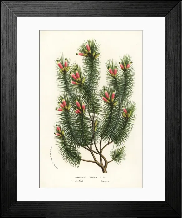 Framed Print : Pine heath, Astroloma pinifolium Framed Print : Pine heath, Astroloma pinifolium