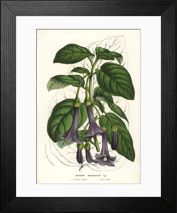 Framed Print : Purple bells, Iochroma warscewiczii Framed Print : Purple bells, Iochroma warscewiczii