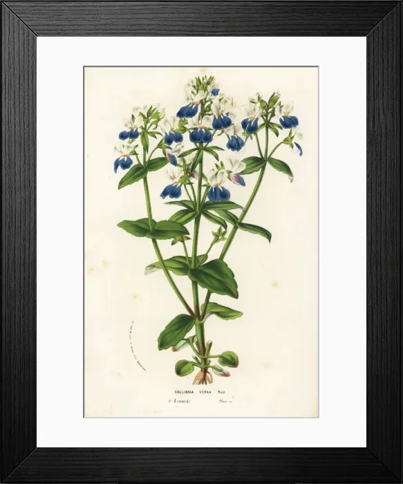 Framed Print : Blue-eyed mary, Collinsia verna Framed Print : Blue-eyed mary, Collinsia verna