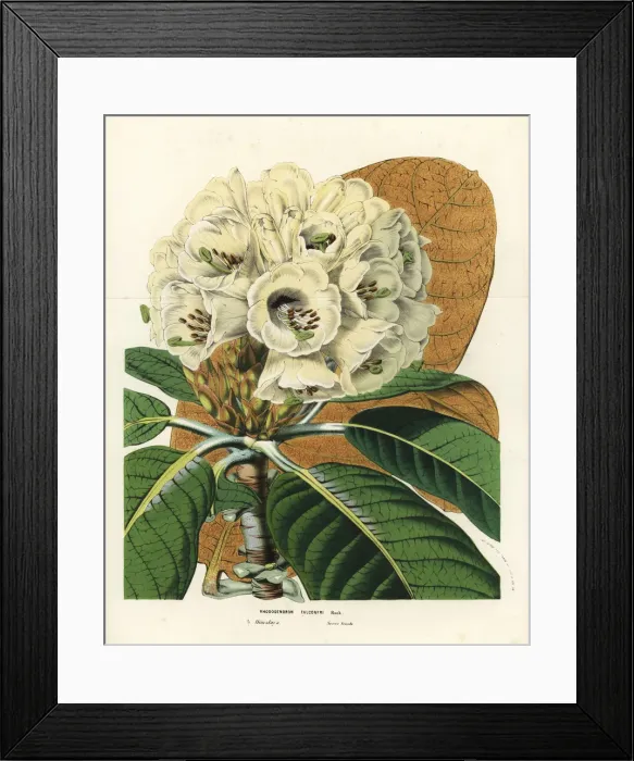 Framed Print : Rhododendron falconeri Framed Print : Rhododendron falconeri