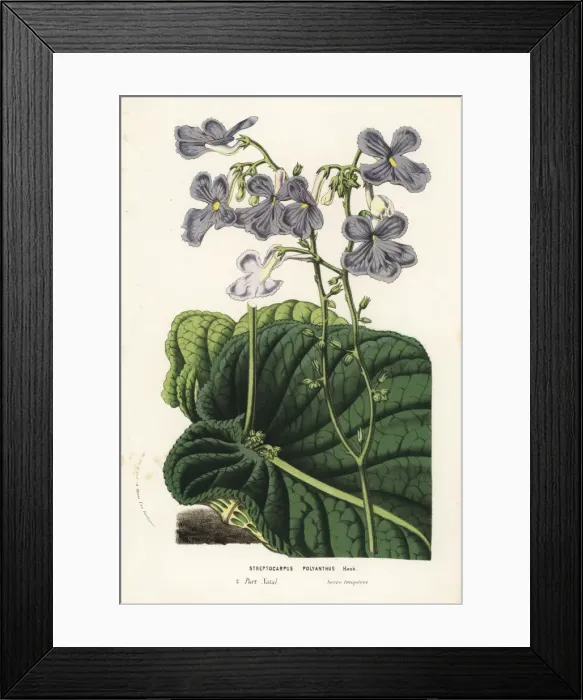 Framed Print : Cape primrose, Streptocarpus polyanthus Framed Print : Cape primrose, Streptocarpus polyanthus