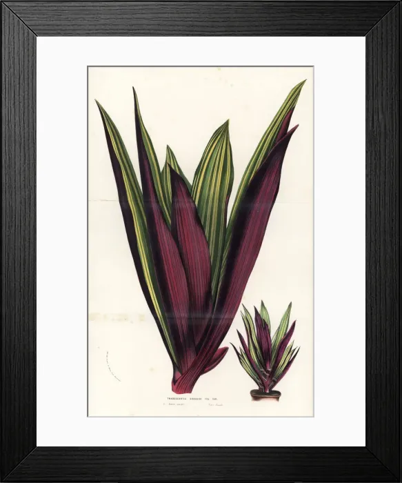 Framed Print : Moses-in-the-cradle, Tradescantia spathacea Framed Print : Moses-in-the-cradle, Tradescantia spathacea