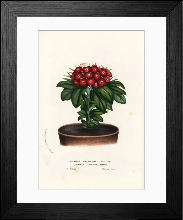 Framed Print : Japanese pink or hamanadeshiko, Dianthus japonicus Framed Print : Japanese pink or hamanadeshiko, Dianthus japonicus