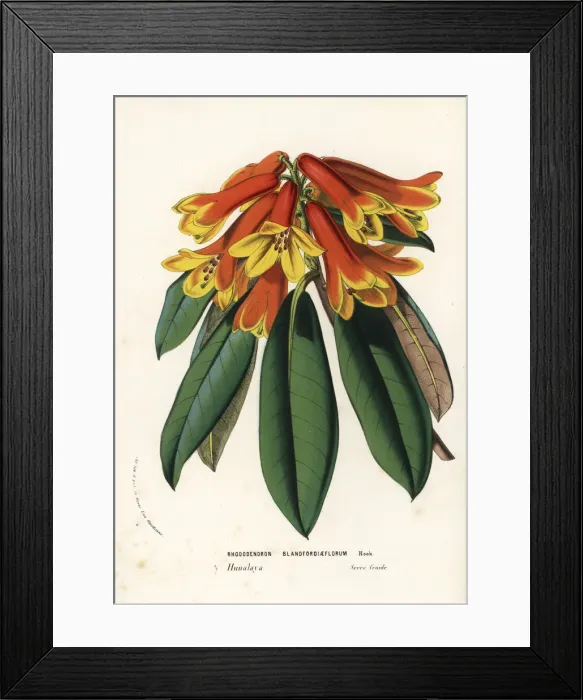 Framed Print : Rhododendron cinnabarinum Framed Print : Rhododendron cinnabarinum